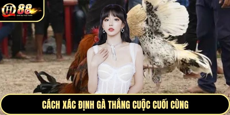 Cách xác định gà thắng cuộc cuối cùng