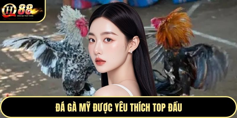 Đá gà Mỹ được yêu thích top đầu