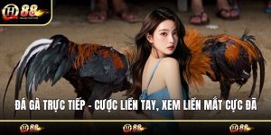 Đá gà trực tiếp