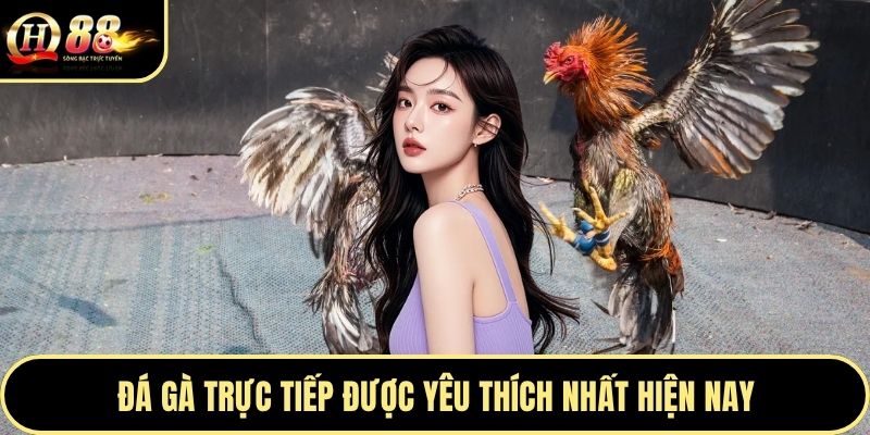 Đá gà trực tiếp được yêu thích nhất hiện nay